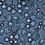 Capsulæ conçoit des microcapsules biodégradables anti-uv