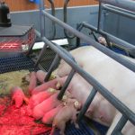 Verelec Technologie conçoit un solarium innovant alliant confort animal et économie d’énergie